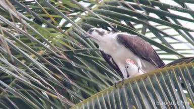 一只鱼鹰栖息在一棵棕榈树上，撕咬着鱼的肉